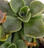 Pianta del cuore - (Aichryson Domesticum) — vista dettaglio