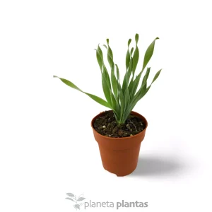 Albuca Concordiana — foto principale