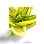 Aloe Mitriformis Variegata — vista dettaglio