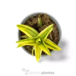 Aloe Mitriformis Variegata — vista laterale