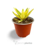 Aloe Mitriformis Variegata — vista dall'alto