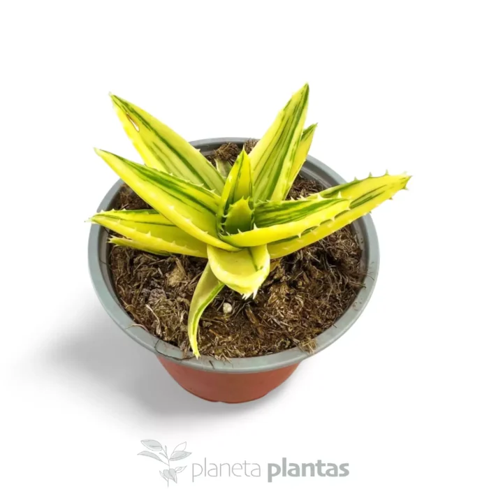 aloe vera on scalp Aloe Vera Shampoo 14 oz main image 1