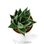 Aloe Tiki Tahi — vista laterale
