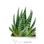 Aloe Tiki Tahi — vista dettaglio