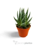 Aloe Tiki Tahi — foto principale