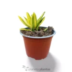 Aloe Mitriformis Variegata