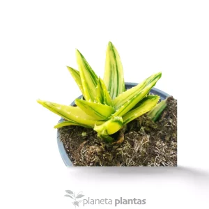 Aloe Mitriformis Variegata — foto principale