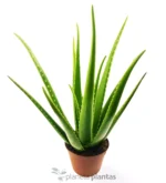 Aloe Vera EcoXL — foto principale