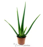 Aloe Vera Eco M — foto principale