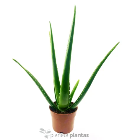 Aloe Vera Eco M — foto principale