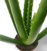 Aloe Vera EcoXL — vista laterale