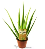Aloe Vera EcoXL