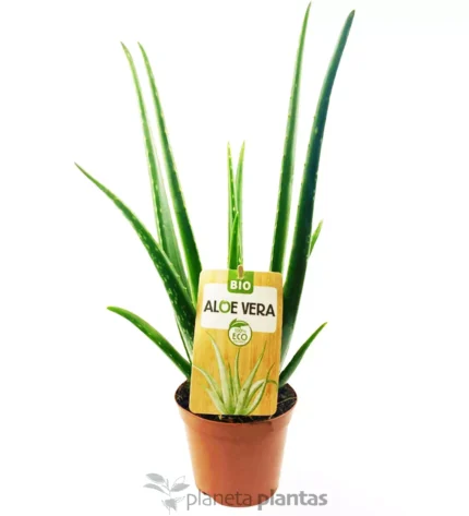 Aloe Vera Eco L