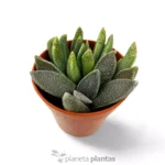 Aloinopsis Rubrolineata