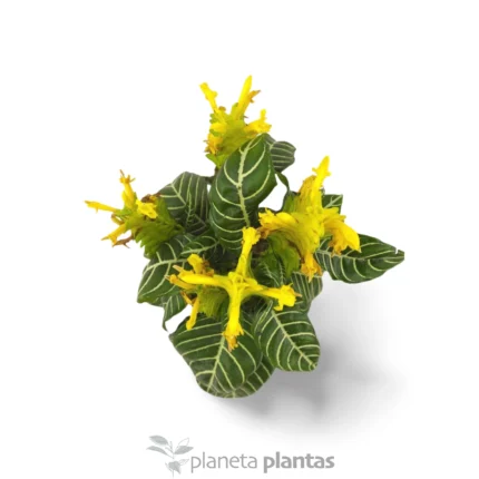 Afelandra Squarrosa — foto principale