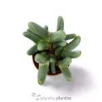 Argyroderma Fissum — foto principale
