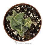 Astrophytum Myriostigma — foto principale
