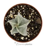 Astrophytum Myriostigma — vista laterale