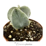 Astrophytum Myriostigma — altra vista