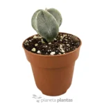 Astrophytum Myriostigma — vista dall'alto