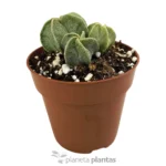 Astrophytum Myriostigma — vista dettaglio