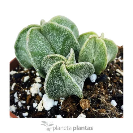 Astrophytum Myriostigma