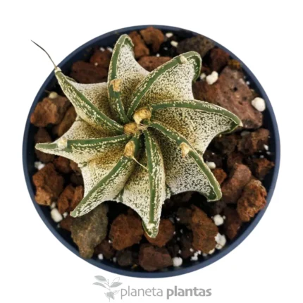 Astrophytum myriostigma 'Multicostatum'