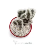Austrocylindropuntia Vestita Cristata -Trojo — altra vista