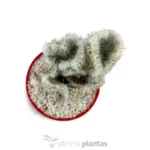 Austrocylindropuntia Vestita Cristata -Trojo — vista dall'alto