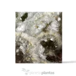 Austrocylindropuntia Vestita Cristata -Trojo — vista laterale