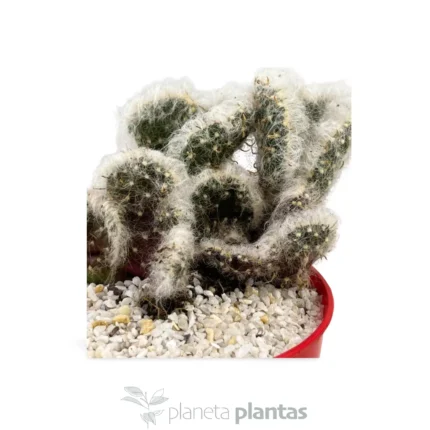 Austrocylindropuntia Vestita Cristata -Trojo — vista dettaglio