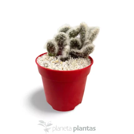 Austrocylindropuntia Vestita Cristata -Trojo — foto principale