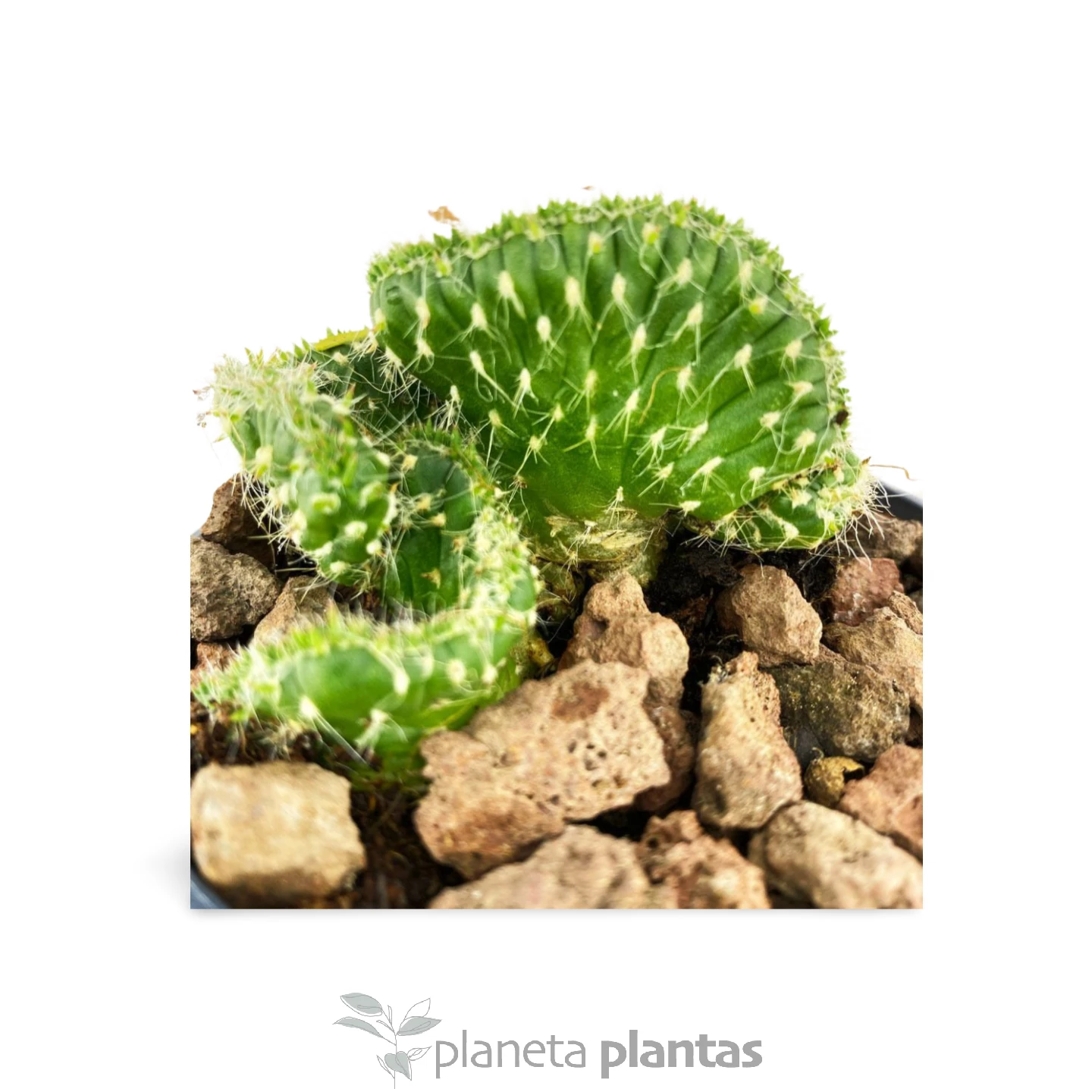 Austrocylindropuntia_subulata_2 Austrocylindropuntia Subulata