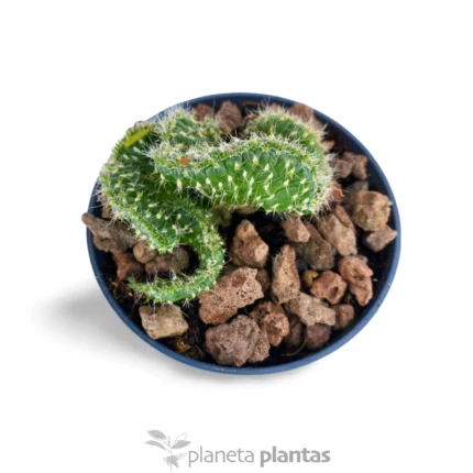 Austrocylindropuntia Subulata — foto principale