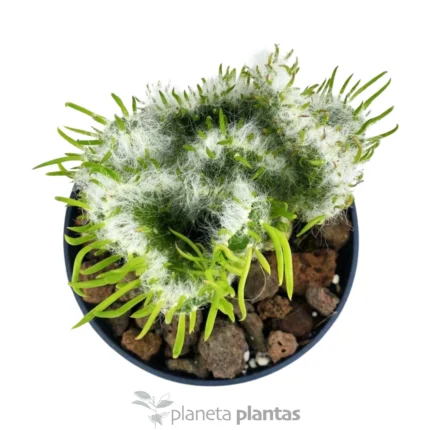Austrocylindropuntia Vestita Cristata — foto principale
