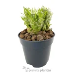 Austrocylindropuntia Vestita Cristata — vista dall'alto