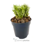 Austrocylindropuntia Vestita Cristata — vista laterale