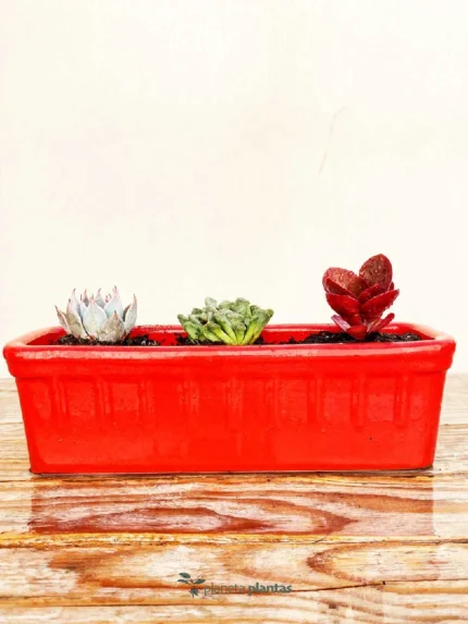 Set-Mini Fioriera-Rosso
