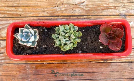 Set-Mini Fioriera-Rosso — foto principale