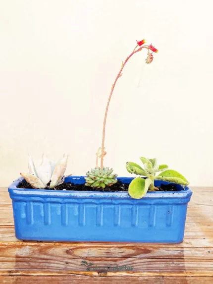 Set mini fioriera blu