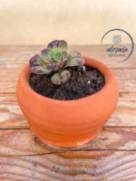 Set di fiori 01