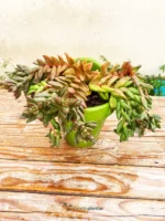 Set di fioriere da parete verdi