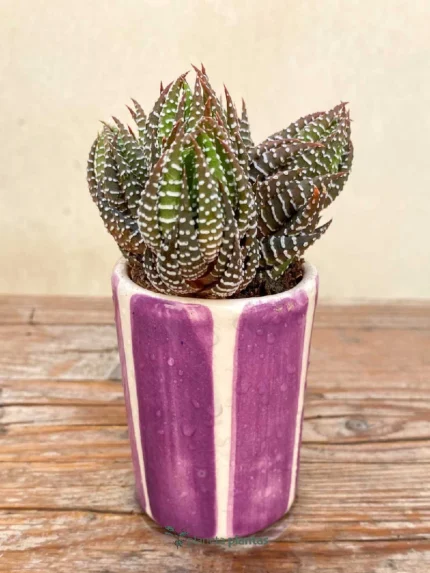 Set di bicchieri alti Cactus