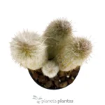 Cefalocereus Cabea — immagine aggiuntiva