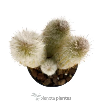 Cefalocereus Cabea — immagine aggiuntiva