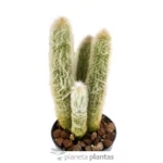Cefalocereus Cabea — altra vista
