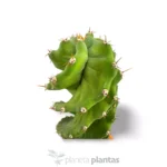 Cereus Forbesii Spiralis — altra vista