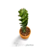 Cereus Forbesii Spiralis — vista dall'alto