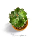 Cereus Forbesii Spiralis — vista laterale