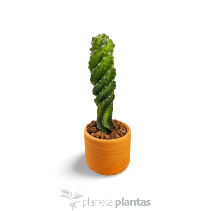 Cactus En Spirale |Plante Succulente | 2 Plantes | Plante D'int&eacute;rieur